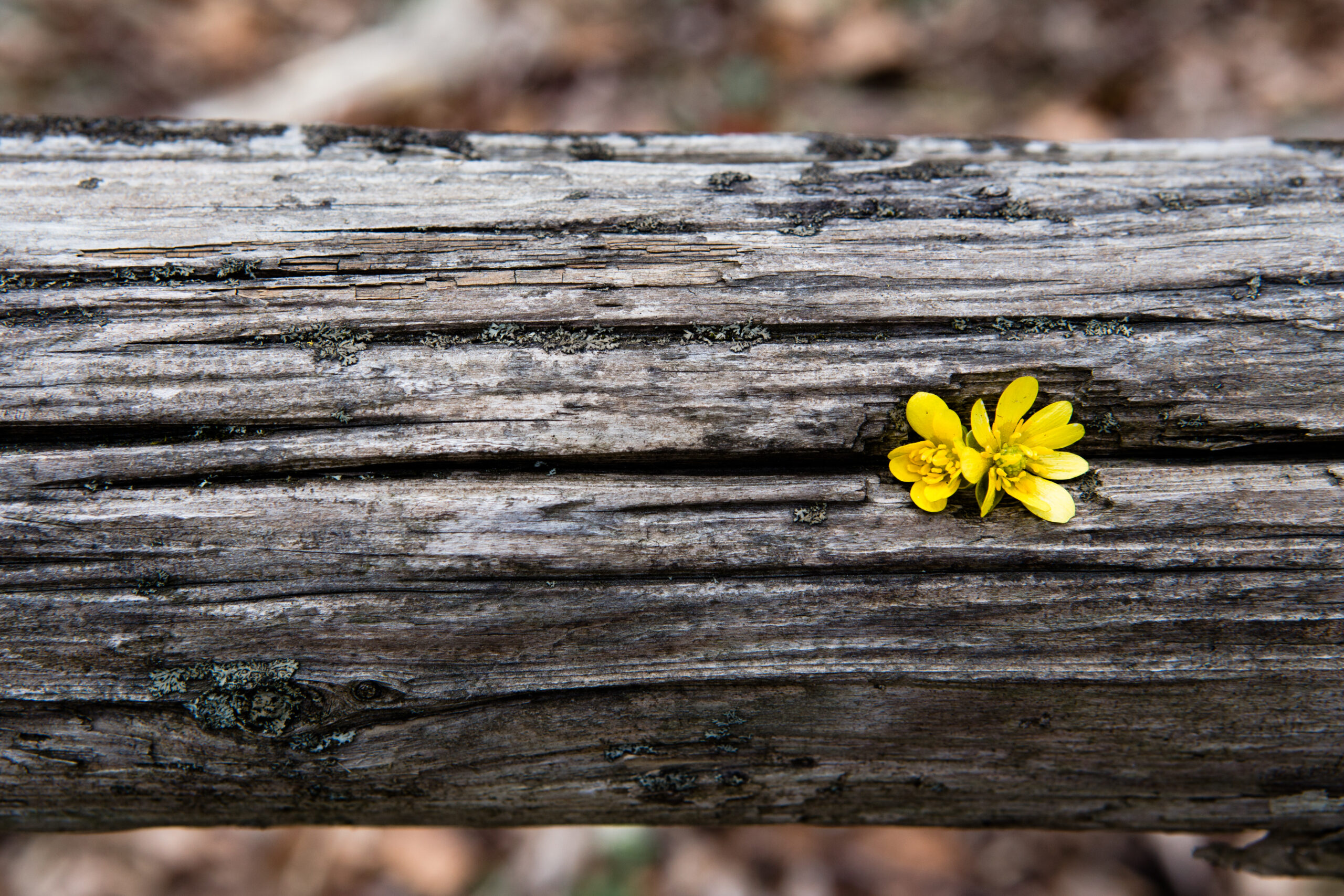 Featured image of post \