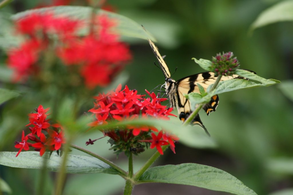 butterfly